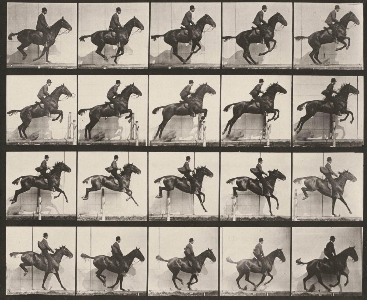 Tavola numero 640. «Daisy» salta un ostacolo, sellata da Eadweard Muybridge