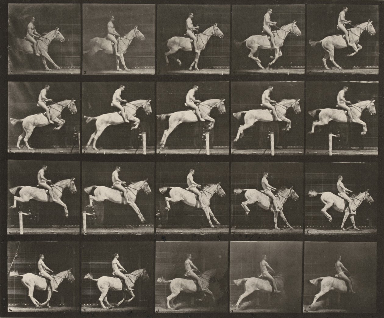 Tavola numero 642. "Pandora" salta un ostacolo, sellata; cavaliere nudo da Eadweard Muybridge