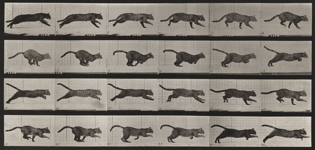 Tavola numero 720. Gatto; al galoppo da Eadweard Muybridge