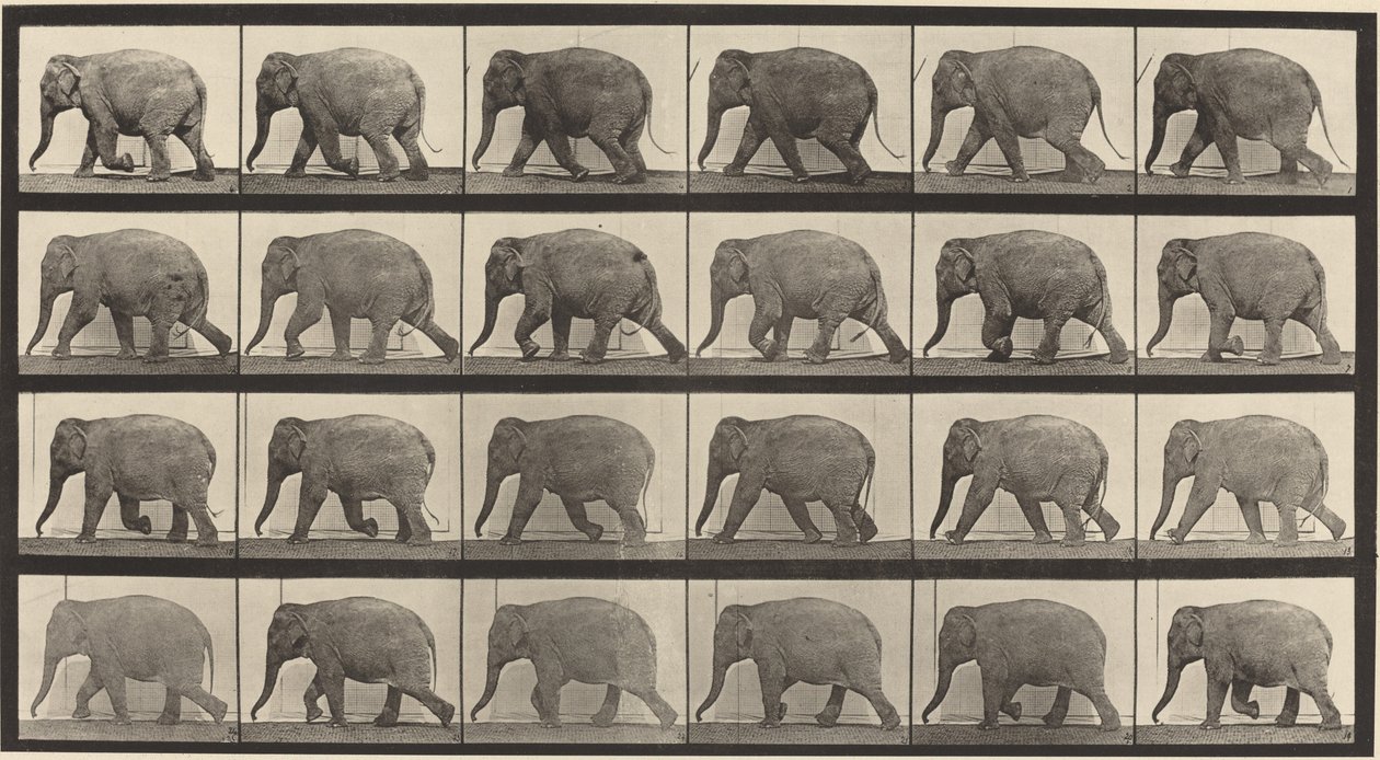 Piastra Numero 733. Elefante che Cammina da Eadweard Muybridge