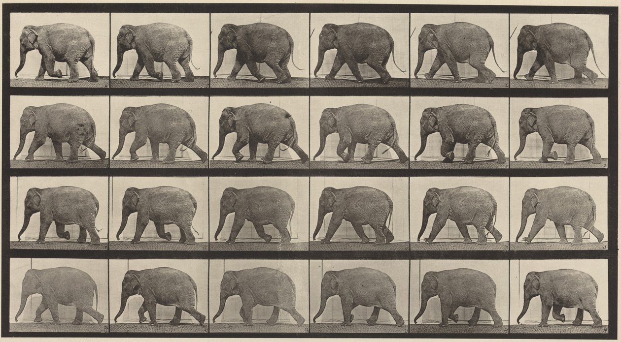 Tavola numero 733. Elefante che cammina da Eadweard Muybridge