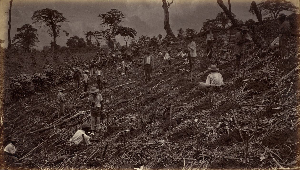Impianto di una piantagione di caffè ad Antigua de Guatemala da Eadweard Muybridge