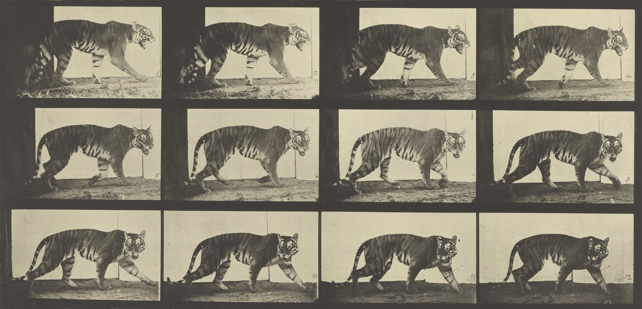 Tigre che cammina, Piatto 729 da Animal Locomotion, 1887 da Eadweard Muybridge