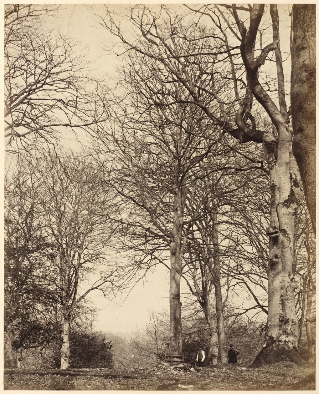 Il faggio della regina Adelaide, 1864 (foto) da Earl of Caithness