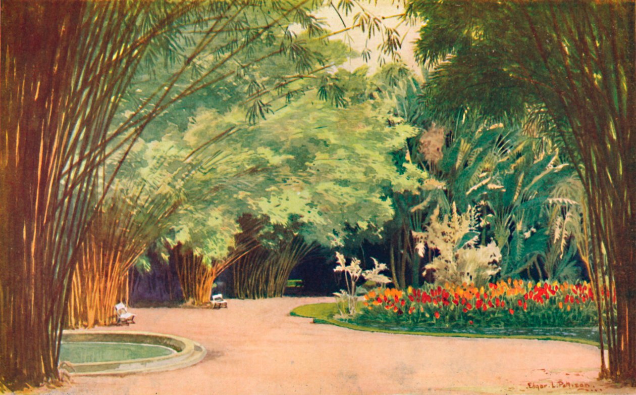 Un boschetto di bambù - Giardini botanici, 1914 da Edgar L. Pattison