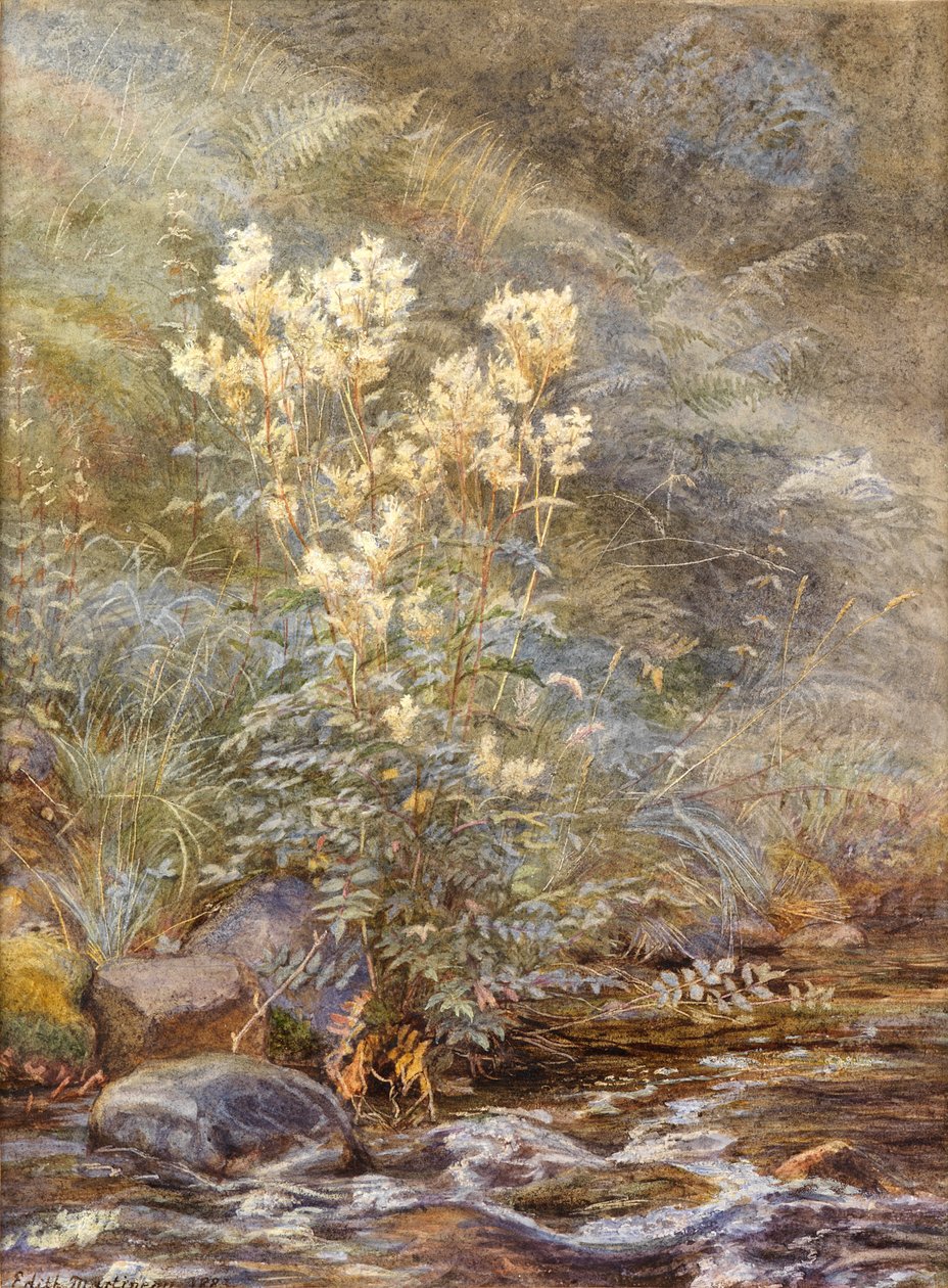 Filipendula vicino a un ruscello, Invernesshire, c.1883 da Edith Martineau