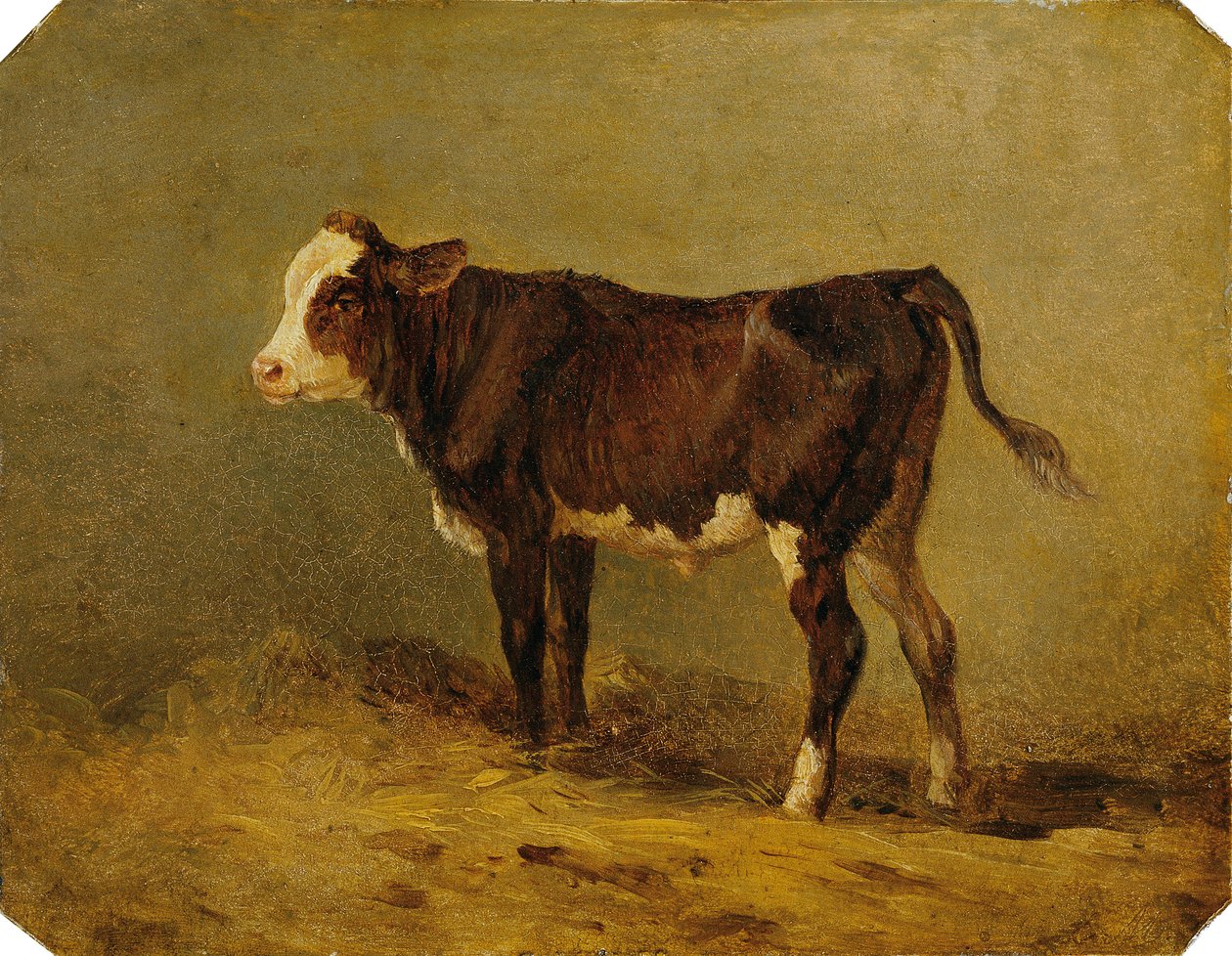 Vitellino da Edmund Mahlknecht
