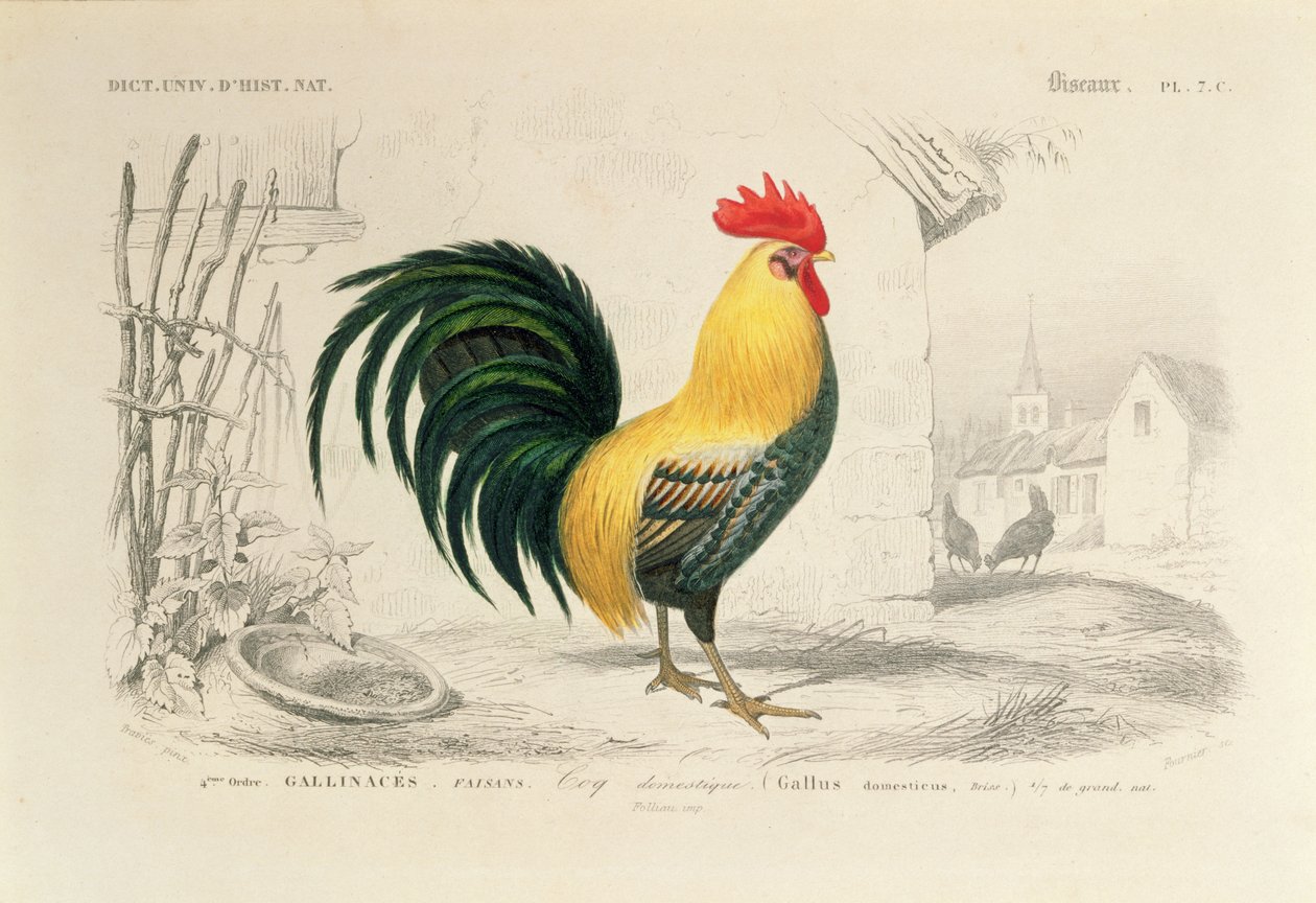 Gallo domestico, illustrazione da 