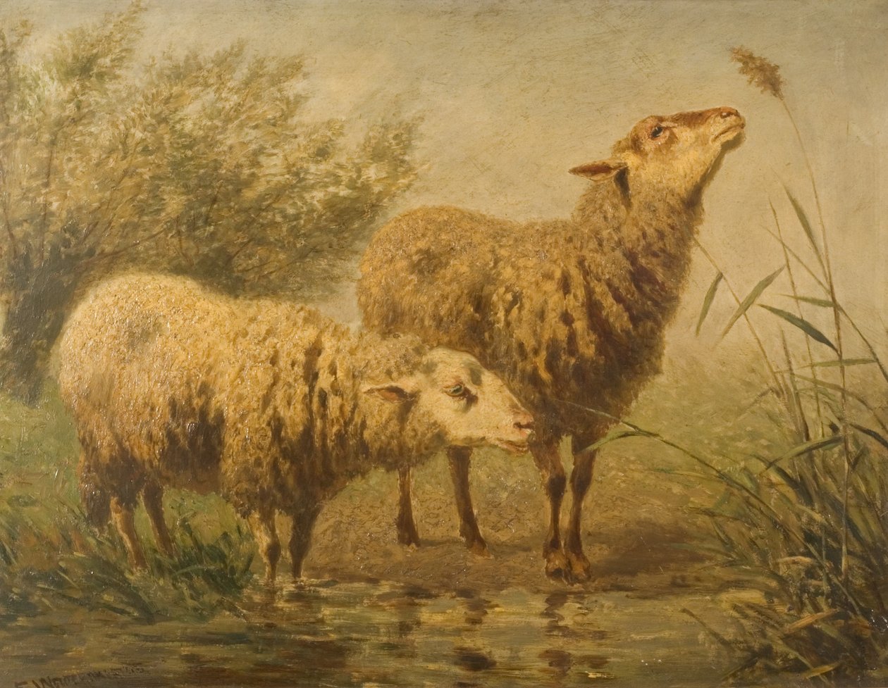Studio di pecore da Edouard Woutermaertens