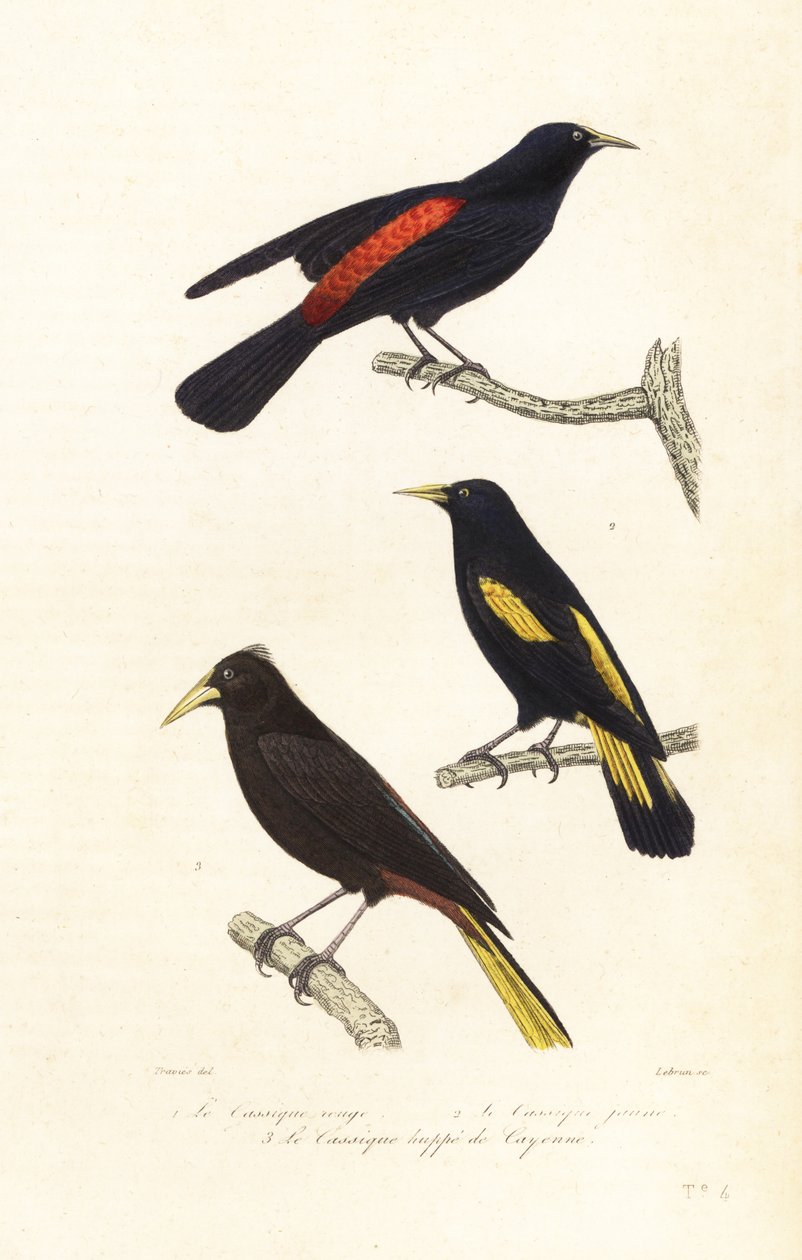 Specie di cacique e oropendola crestato da Edouard (after) Travies