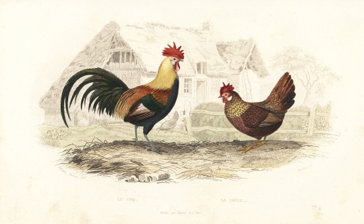 Gallo e gallina, Phasianus gallus da Edouard (after) Travies