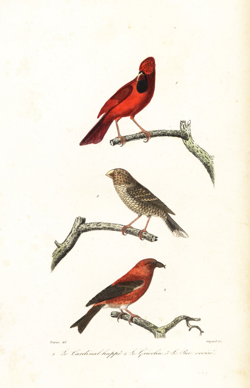 Cardinale del nord, grosbeak brasiliano e crociere da Edouard (after) Travies