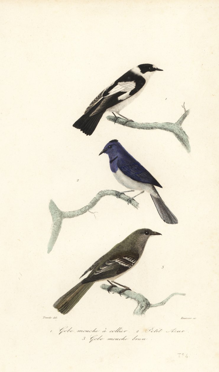 Balia nera, balia blu e bianca e fantail della Nuova Zelanda da Edouard (after) Travies