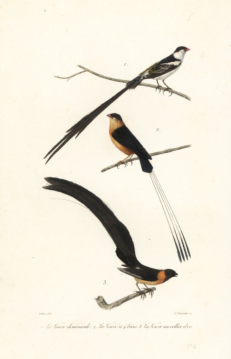 Uccelli Whydah da Edouard (after) Travies
