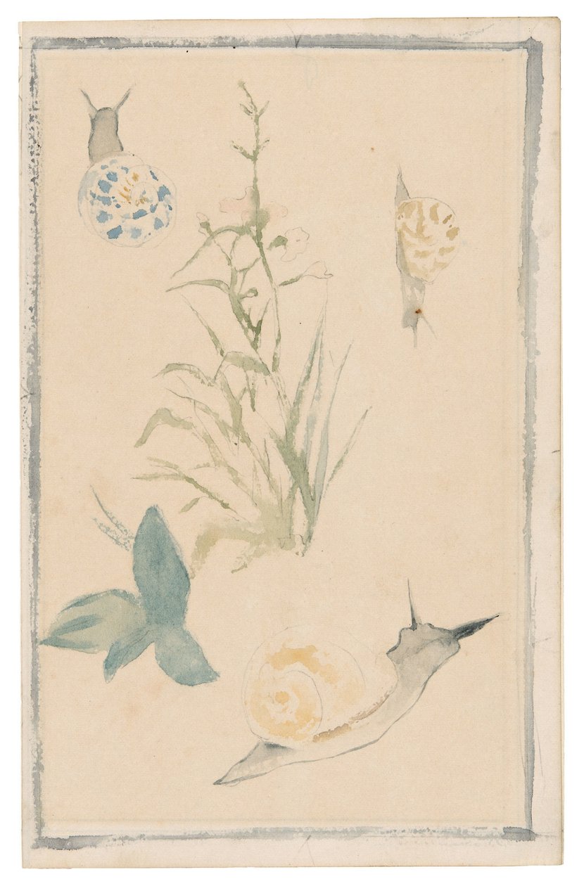 Schizzi di lumache, pianta fiorita, 1864-68 da Édouard Manet