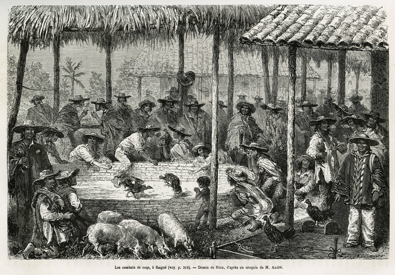 Combattimento di galli e animazione di strada a Ibague (Colombia), disegno di Riou, per illustrare la storia dell