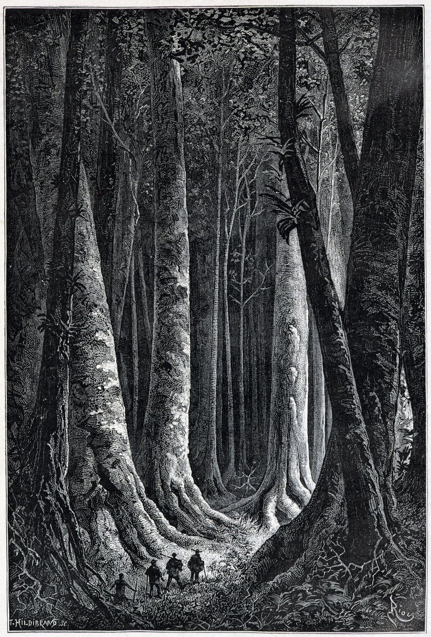Foresta della Guyana francese, disegno di Riou, Le Tour du Monde, 2° sem. 1879 da Edouard Riou