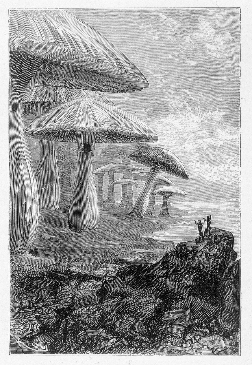 È solo una foresta di funghi, dice, disegno di Riou in "Viaggi Straordinari" di Jules Verne, ed. Hetzel, 19° secolo da Edouard Riou