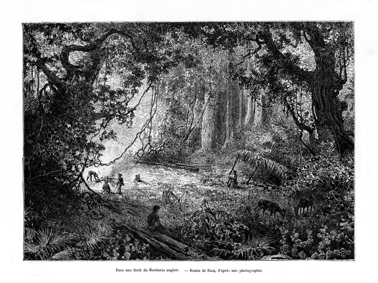 Foresta pluviale in Honduras britannico da Edouard Riou