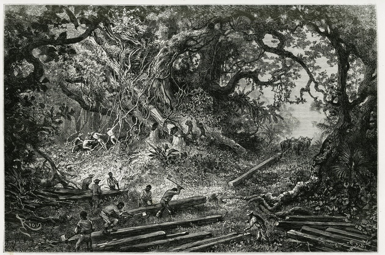 Lo sfruttamento del mogano nelle foreste delle Ande. Incisione di Riou, per illustrare la storia 