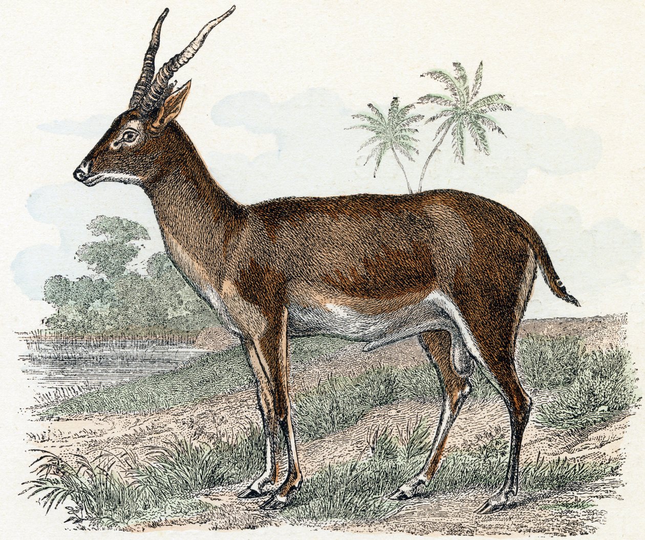 Antilope da 