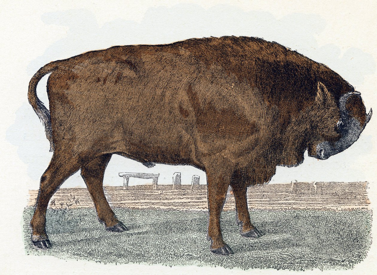 Uro - "Alfabeto illustrato degli animali" XIX secolo (incisione) da Edouard Travies