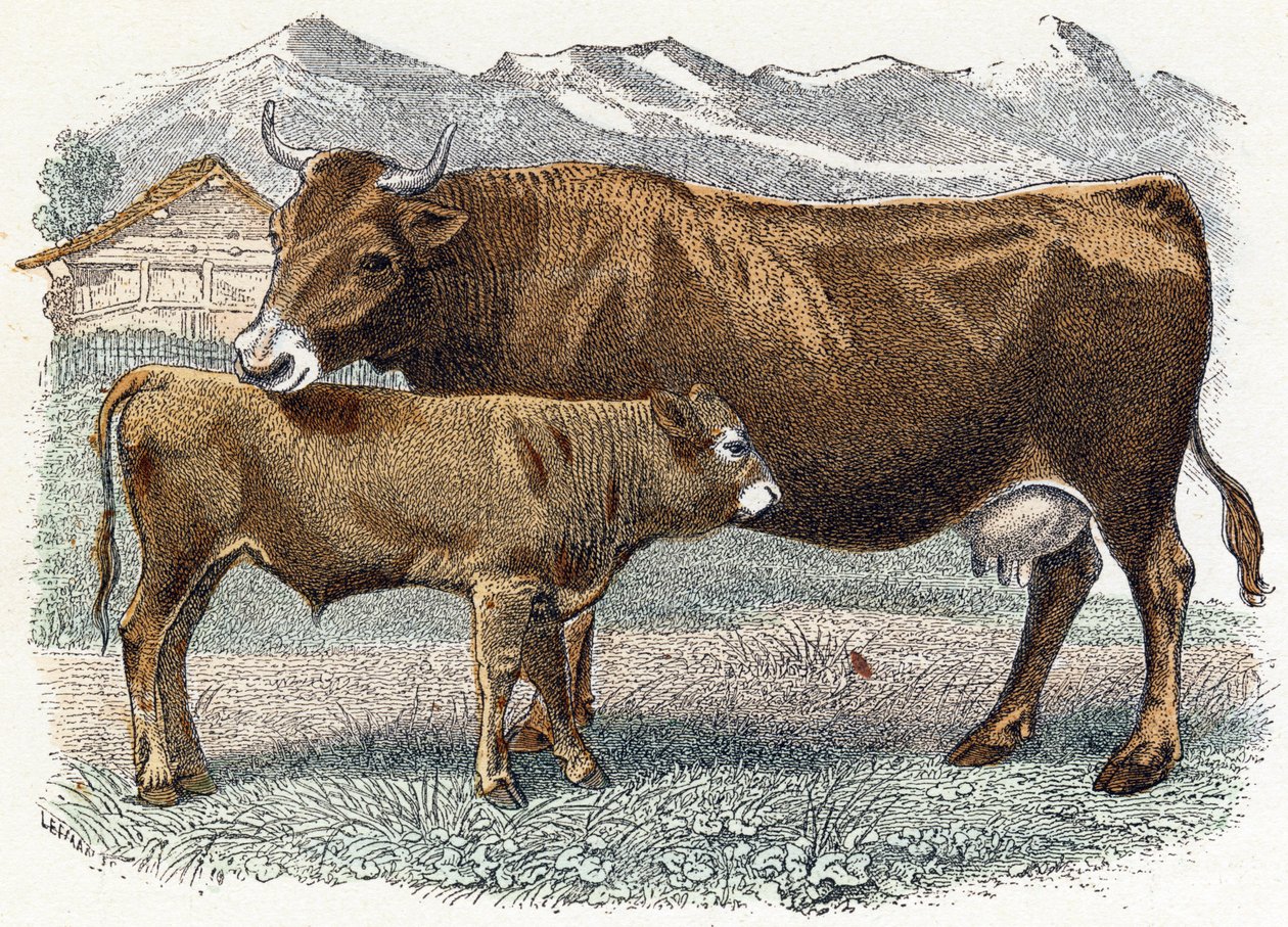 Vitello mucca - "Alfabeto illustrato degli animali" XIX secolo (incisione) da Edouard Travies