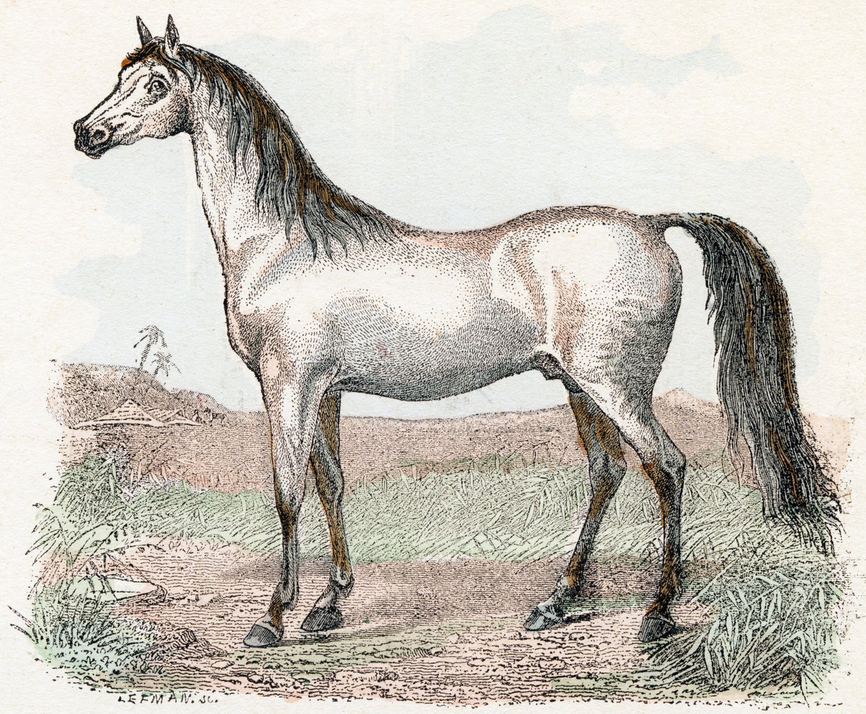 Cavallo - 