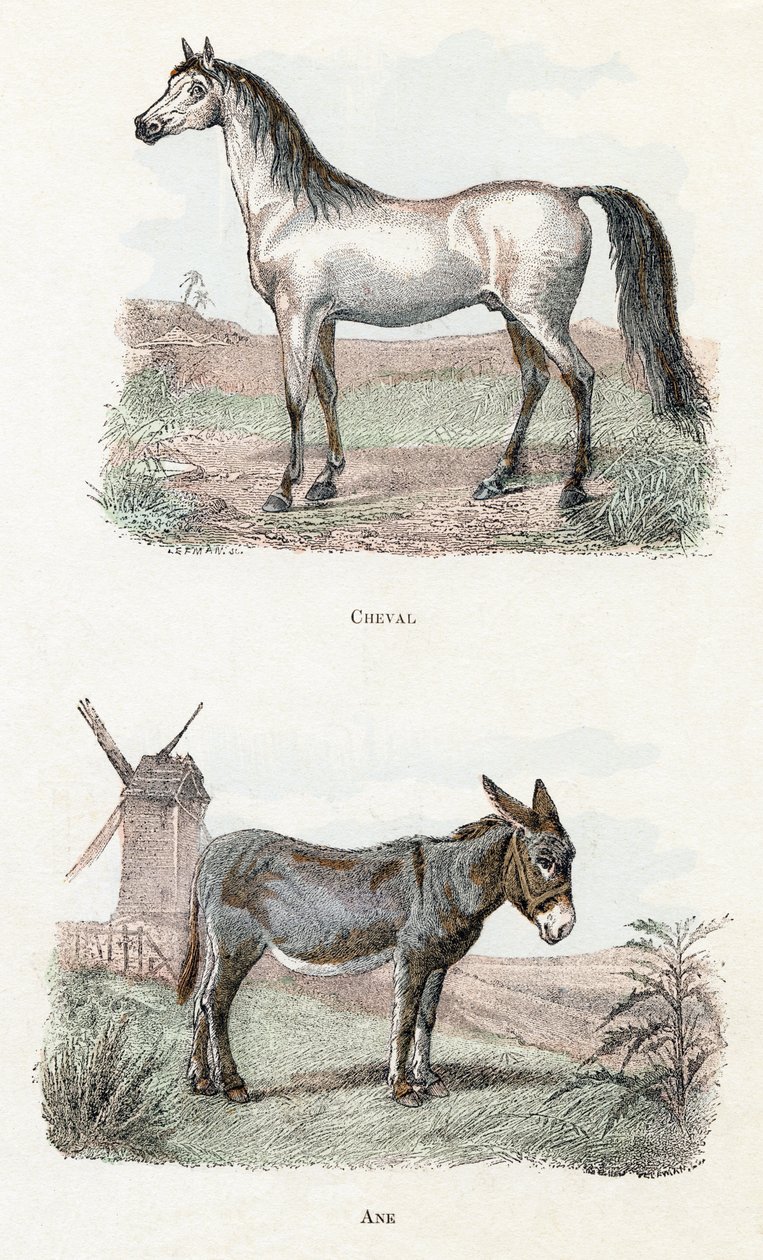 Cavallo e asino, 