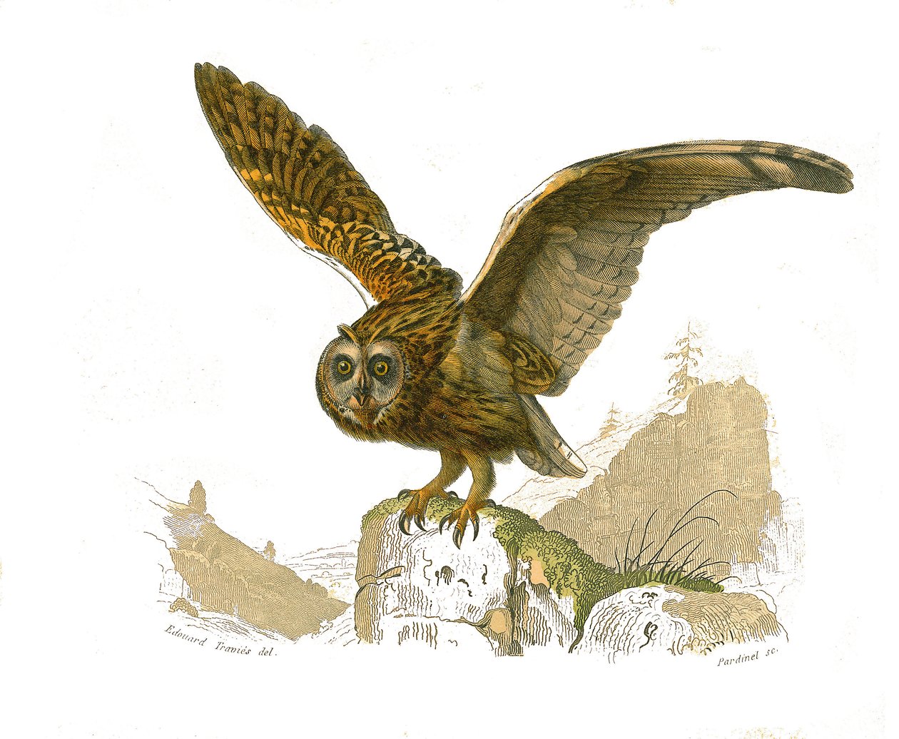 Tavola di storia naturale: Tavola zoologica che rappresenta gli uccelli rapaci diurni. Il gufo. Tavola tratta dai nove volumi sugli uccelli in 