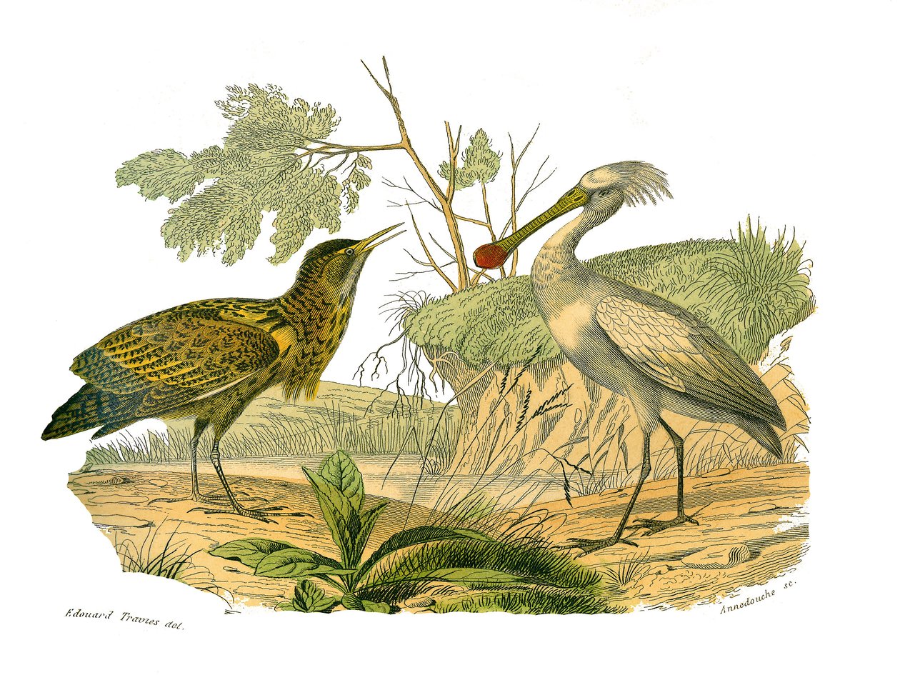 Tavola di storia naturale: Tavola zoologica che rappresenta gli uccelli acquatici e i trampolieri cultrirostrati (con becchi grandi, lunghi e forti): il butor e la spatola. Tavola tratta dai nove volumi sugli uccelli in "Opere complete di Buffon" scritte d da Edouard Travies