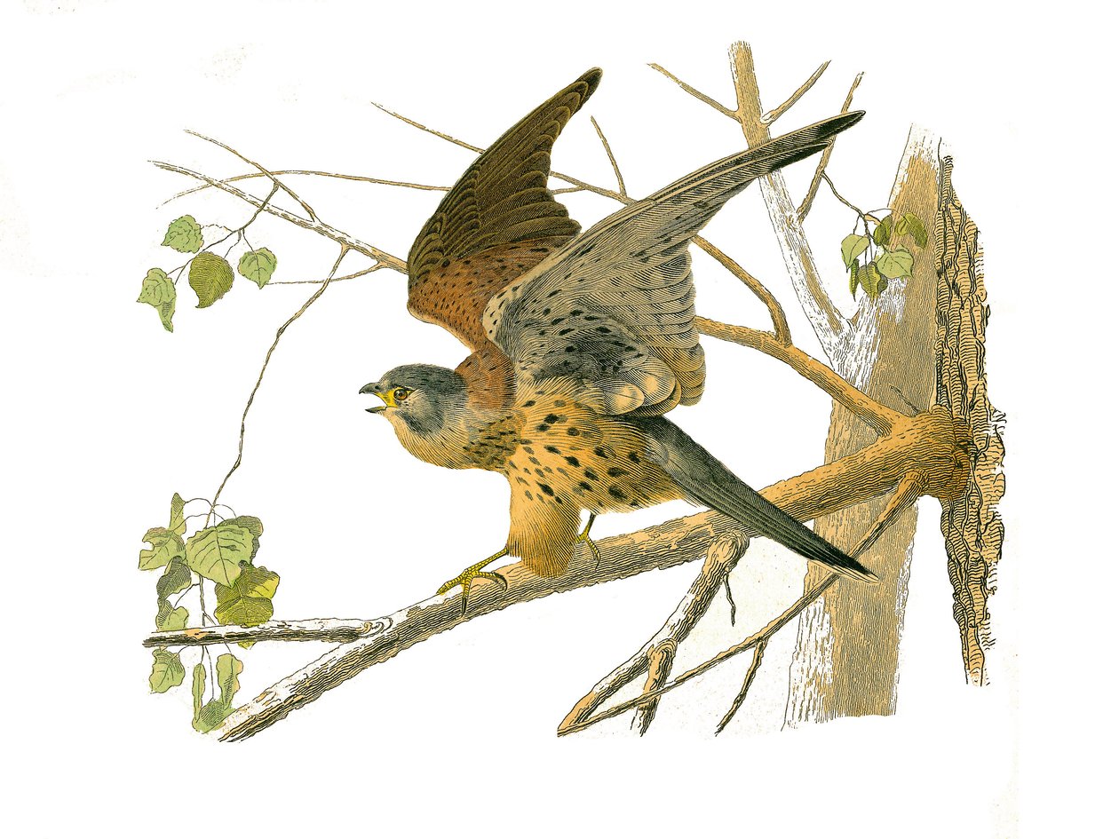 Tavola di storia naturale: Tavola zoologica che rappresenta uccelli rapaci notturni. Il gufo. Tavola tratta dai nove volumi sugli uccelli in "Opere complete di Buffon" scritte dal naturalista Georges Louis Leclerc, Conte di Buffon (1707-1788) tra il 1749 e da Edouard Travies
