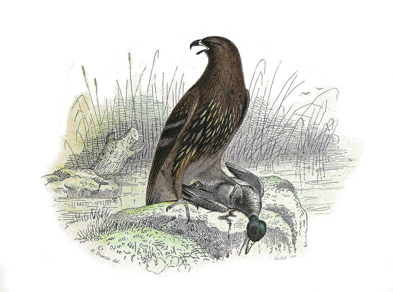 Tavola di storia naturale: Tavola zoologica che rappresenta uccelli rapaci notturni. Il piccolo aquila. Tavola tratta dai nove volumi sugli uccelli in "Opere complete di Buffon" scritte dal naturalista Georges Louis Leclerc, Conte di Buffon (1707-1788) tra da Edouard Travies