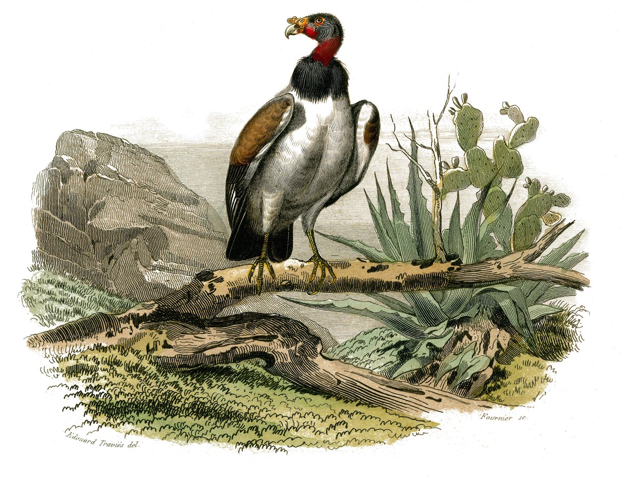 Tavola di storia naturale: Tavola zoologica che rappresenta uccelli rapaci notturni. Il piccolo avvoltoio. Tavola tratta dai nove volumi sugli uccelli in "Opere complete di Buffon" scritte dal naturalista Georges Louis Leclerc, Conte di Buffon (1707-1788)  da Edouard Travies
