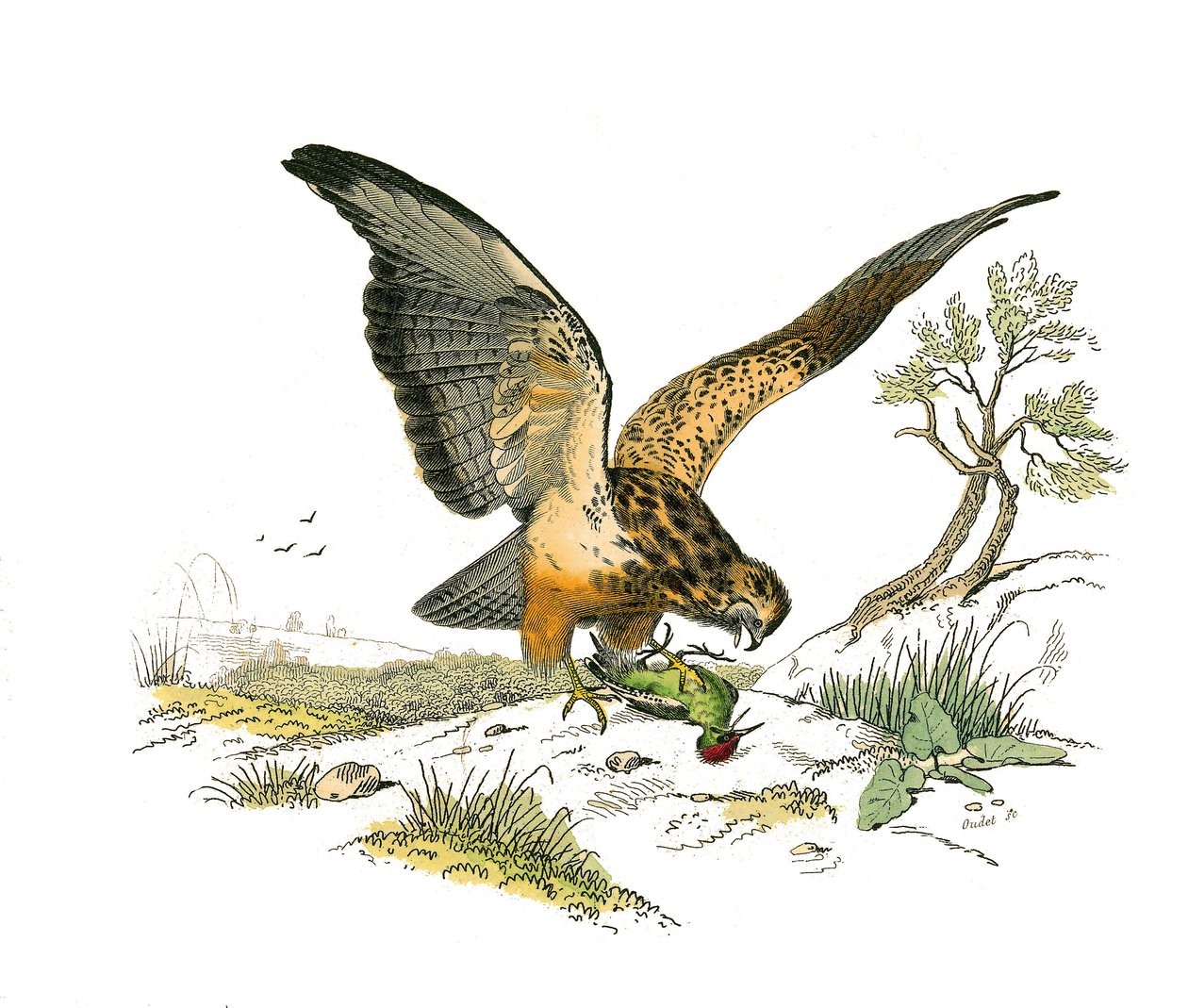 Tavola di storia naturale: Tavola zoologica che rappresenta uccelli rapaci notturni. Il becco. Tavola tratta dai nove volumi sugli uccelli in "Opere complete di Buffon" scritte dal naturalista Georges Louis Leclerc, Conte di Buffon da Edouard Travies