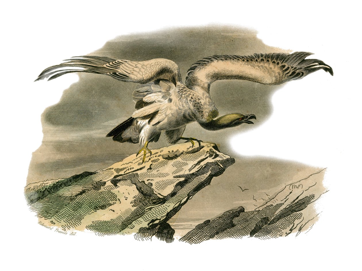 Tavola di storia naturale: Tavola zoologica che rappresenta uccelli rapaci notturni. Il percnoptere. Tavola tratta dai nove volumi sugli uccelli in "Opere complete di Buffon" scritte dal naturalista Georges Louis Leclerc, Conte di Buffon (1707-1788) tra il da Edouard Travies