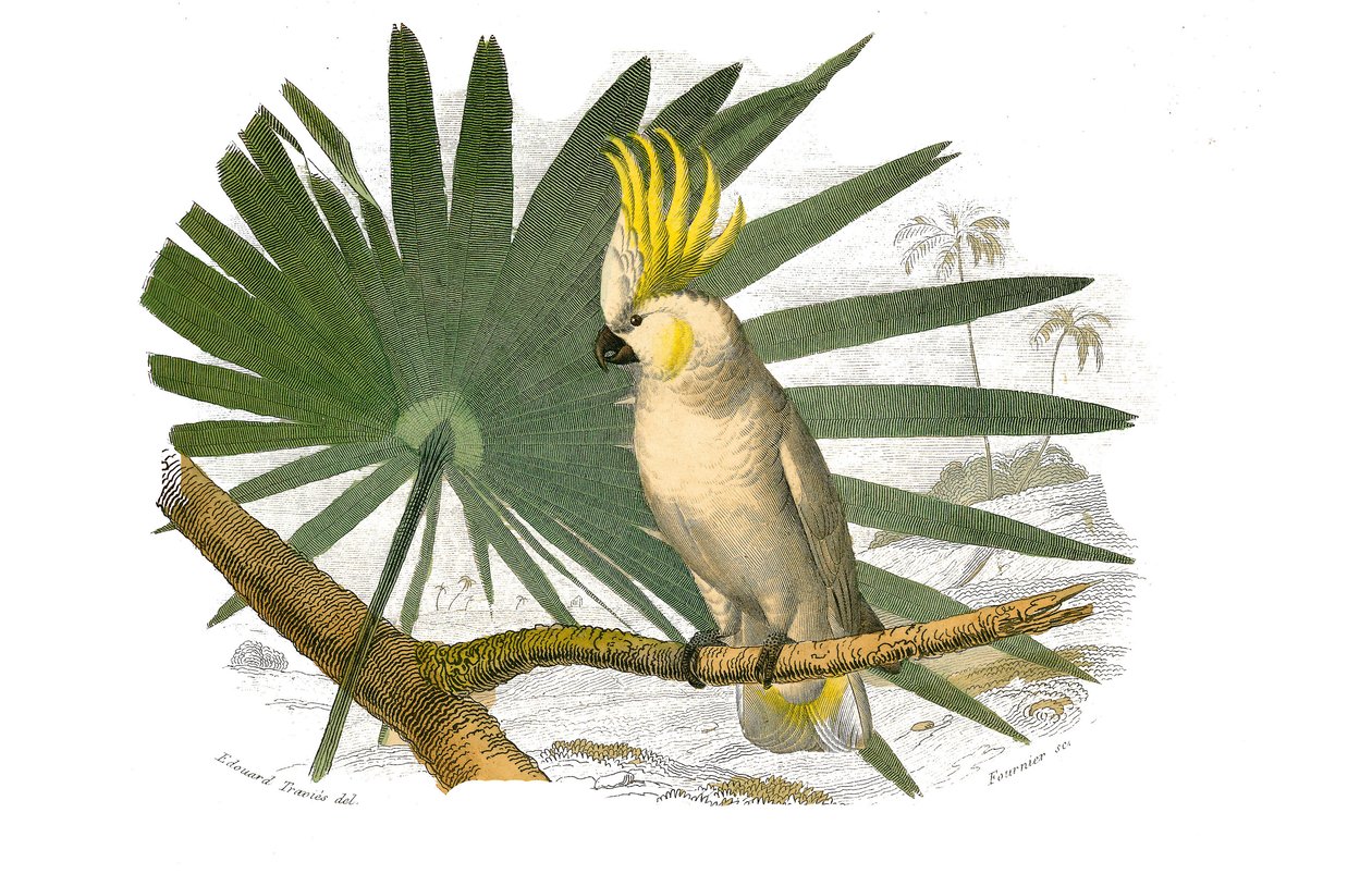 Tavola di storia naturale: Tavola zoologica che rappresenta i rampicanti. Il cacatua ha la cresta gialla. Tavola tratta dai nove volumi sugli uccelli in "Opere complete di Buffon" scritte dal naturalista Georges Louis Leclerc, Conte di Buffon (1707-1788) da Edouard Travies