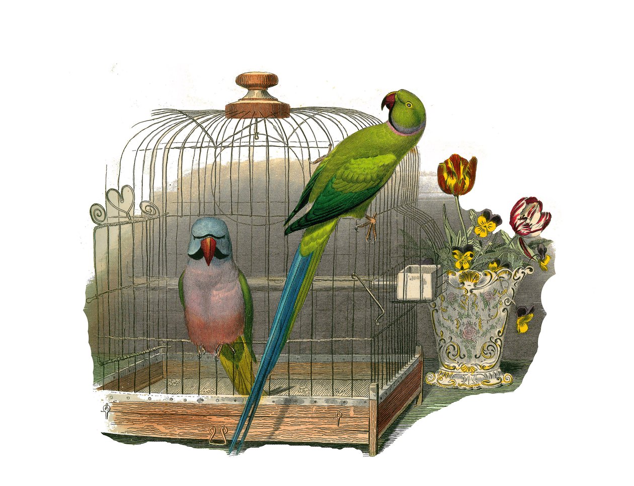 Tavola zoologica rappresentante arrampicatori. Il parrocchetto con i baffi e il parrocchetto con la collana rosa. Illustrazione tratta dai nove volumi sugli uccelli in 