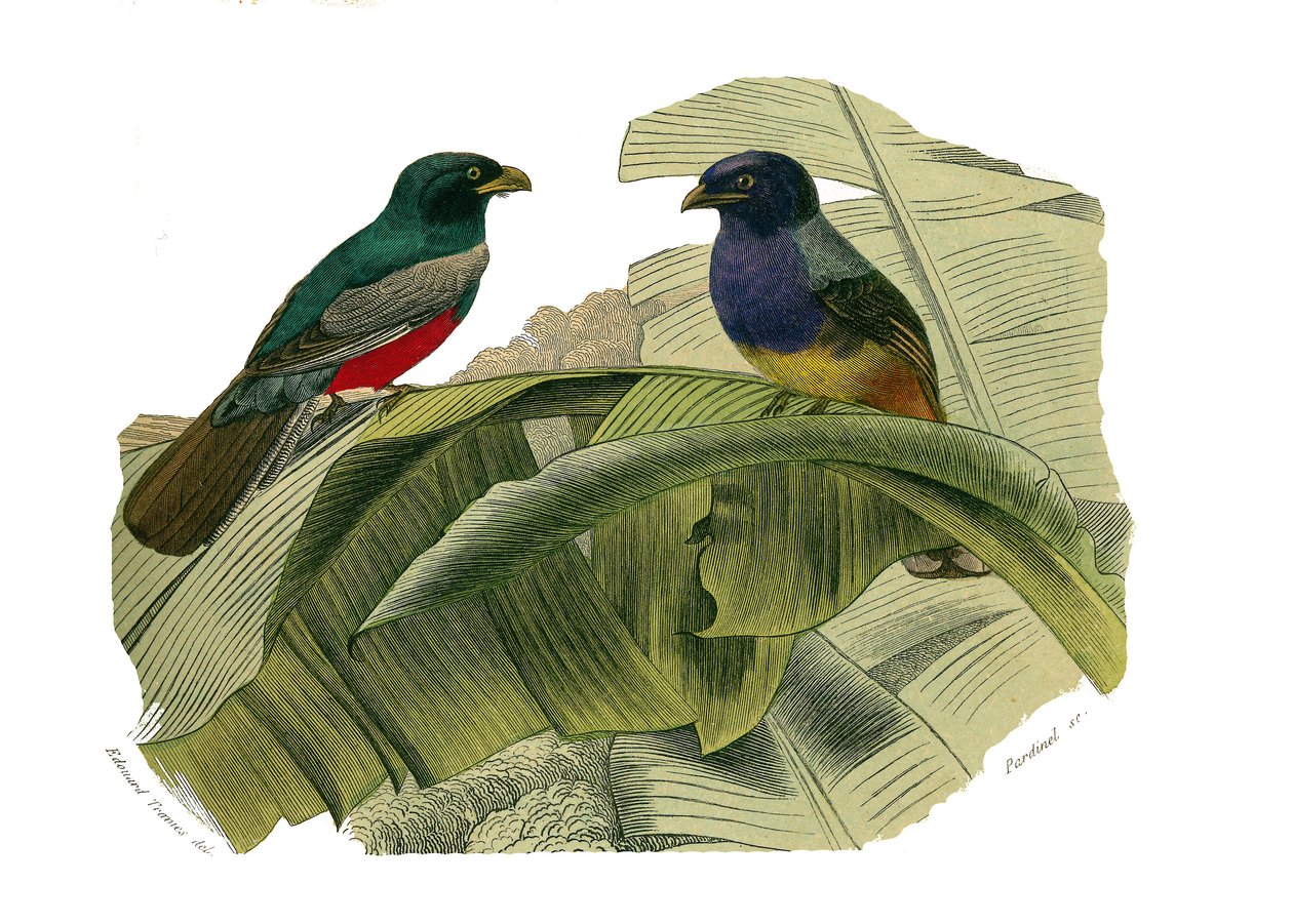 Tavola di storia naturale: Tavola zoologica che rappresenta arrampicatori. Il ventre rosso e il ventre giallo. Tavola tratta dai nove volumi sugli uccelli in "Opere complete di Buffon" scritte dal naturalista Georges Louis Leclerc, Conte di Buffon da Edouard Travies