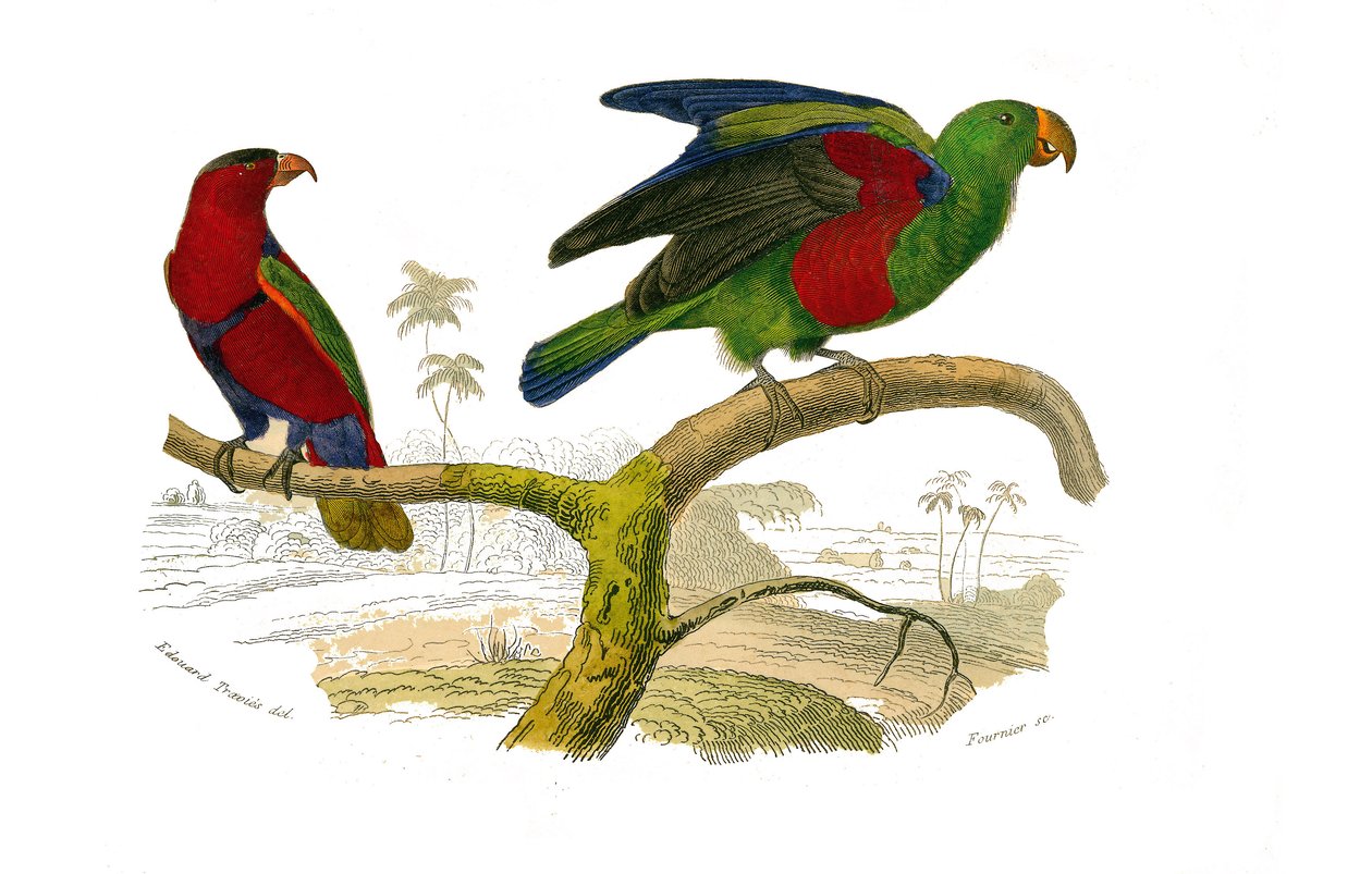 Tavola di storia naturale: Tavola zoologica che rappresenta i rampicanti. Il lori tricolore e il pappagallo verde. Tavola tratta dai nove volumi sugli uccelli in "Opere complete di Buffon" scritte dal naturalista Georges Louis Leclerc, Conte di Buffon (170 da Edouard Travies