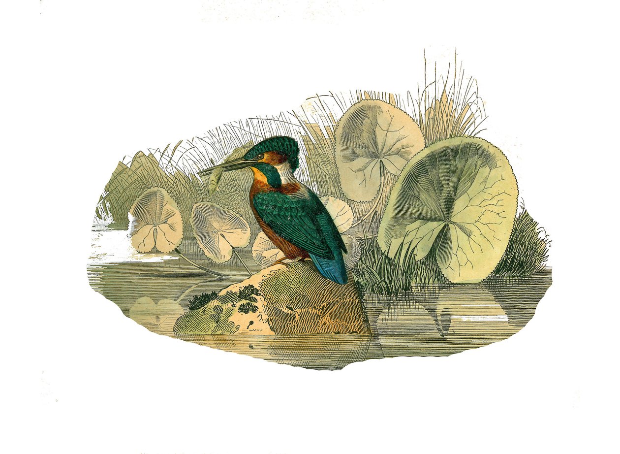 Tavola di storia naturale: Tavola zoologica che rappresenta passeriformi sindattili (con due o più dita unite). Il martin pescatore. Tavola tratta dai nove volumi sugli uccelli in "Opere complete di Buffon" scritte dal naturalista Georges Louis Leclerc da Edouard Travies