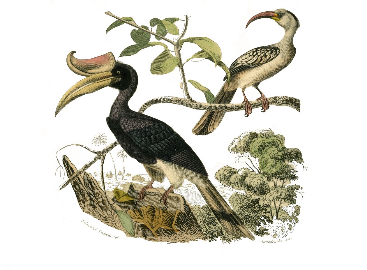 Tavola di storia naturale: tavola zoologica che rappresenta passeriformi sindattili da Edouard Travies