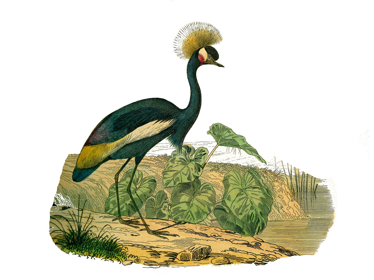 Tavola di storia naturale: Tavola zoologica che rappresenta uccelli acquatici e trampolieri cultrirostrous da Edouard Travies