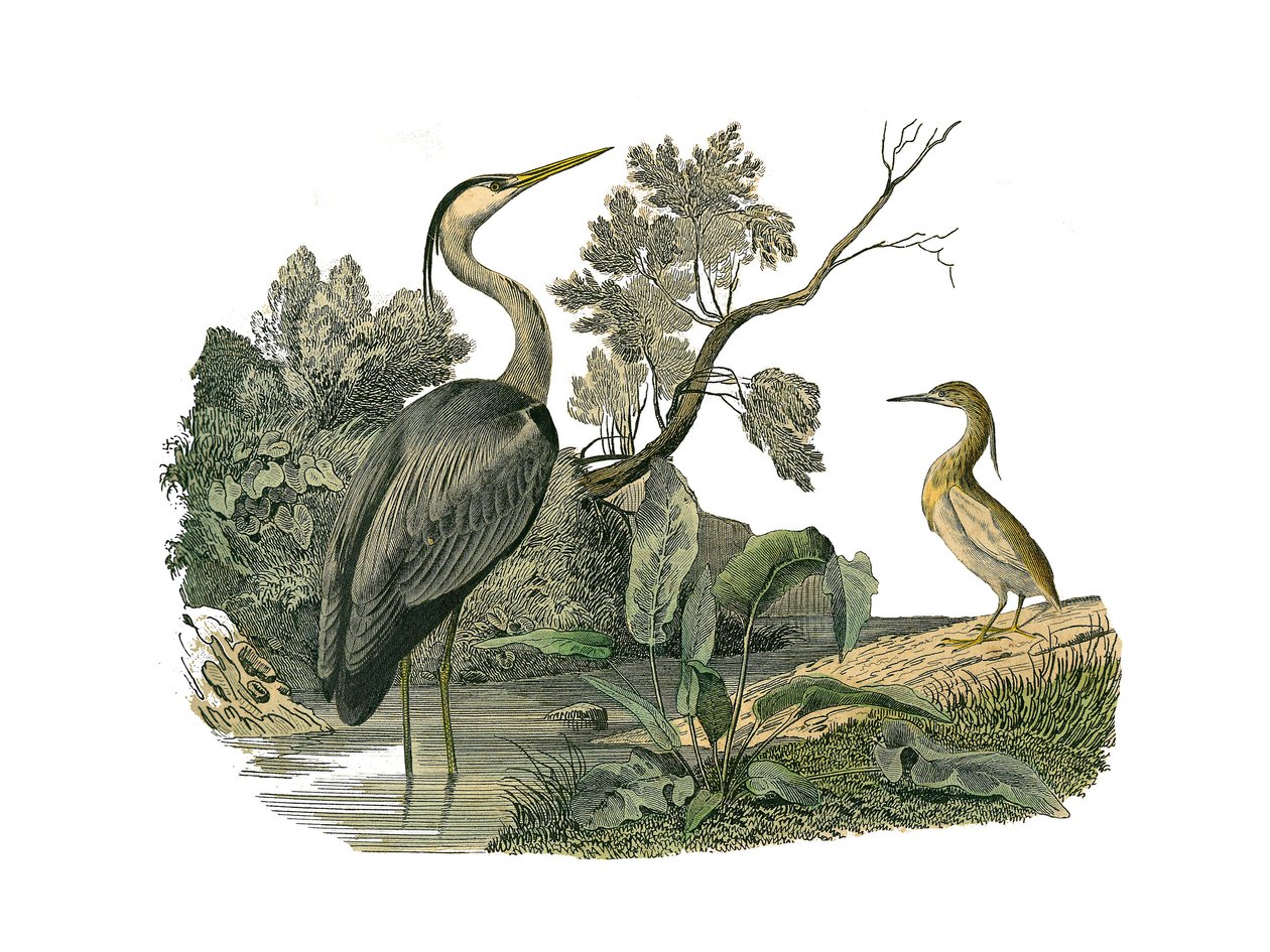Tavola zoologica rappresentante uccelli acquatici e trampolieri cultrirostri: airone e granchio. Illustrazione tratta dai nove volumi sugli uccelli in 