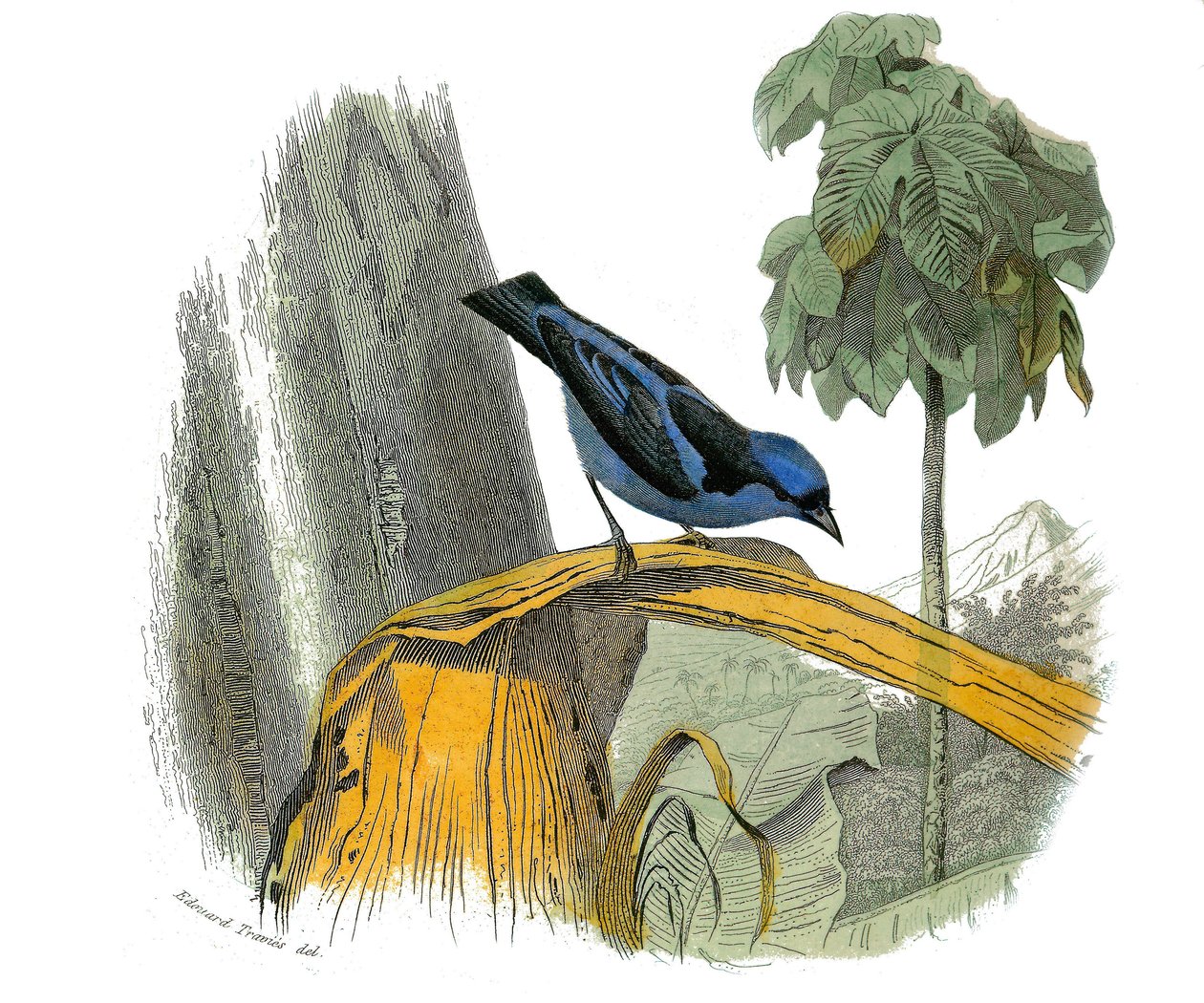 Tavola di storia naturale: Tavola zoologica che rappresenta i passeriformi dentirostrati (con echancre). Il pitpit blu. Tavola tratta dai nove volumi sugli uccelli in 