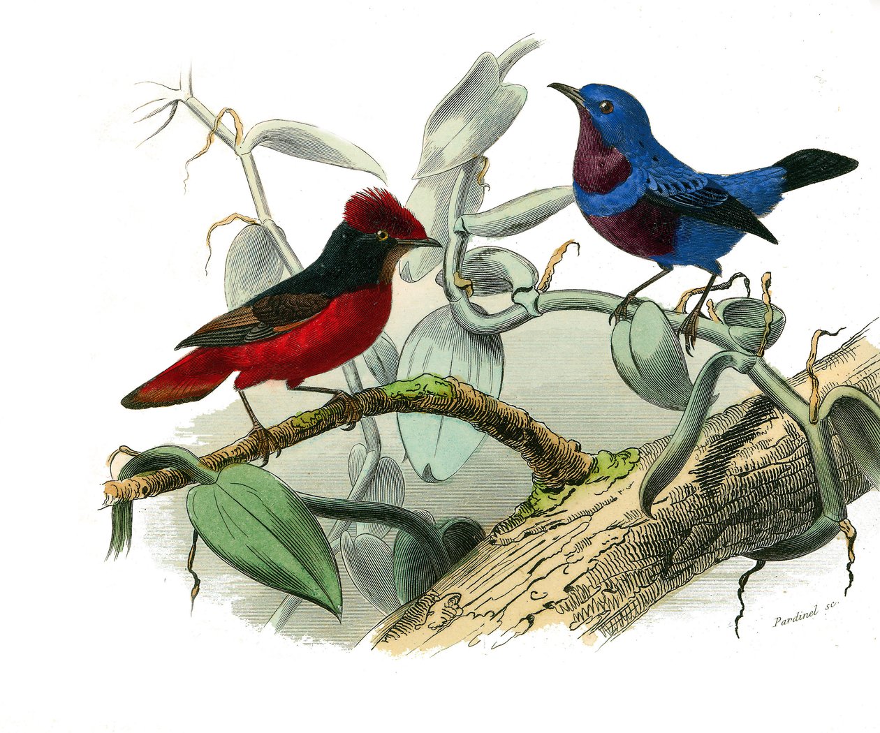 Tavola di storia naturale: Tavola zoologica che rappresenta passeriformi dentirostrous (con echancre). L