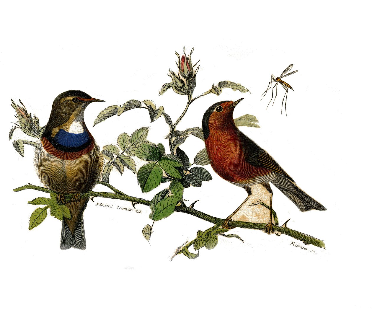 Tavola di storia naturale: Tavola zoologica che rappresenta passeriformi dentirostrous da Edouard Travies