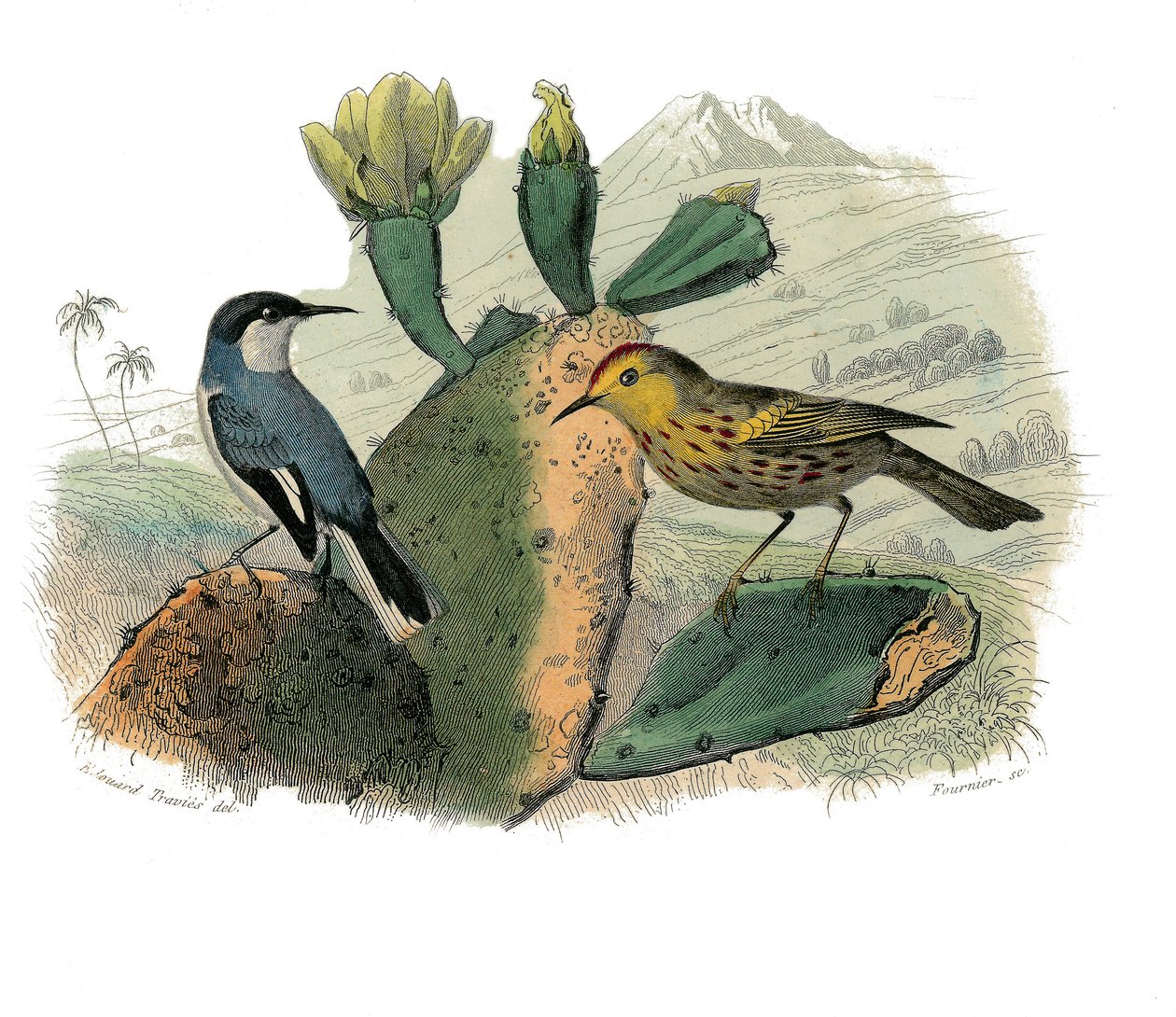 Storia naturale: Tavola zoologica rappresentante passeriformi dentirostri da Edouard Travies