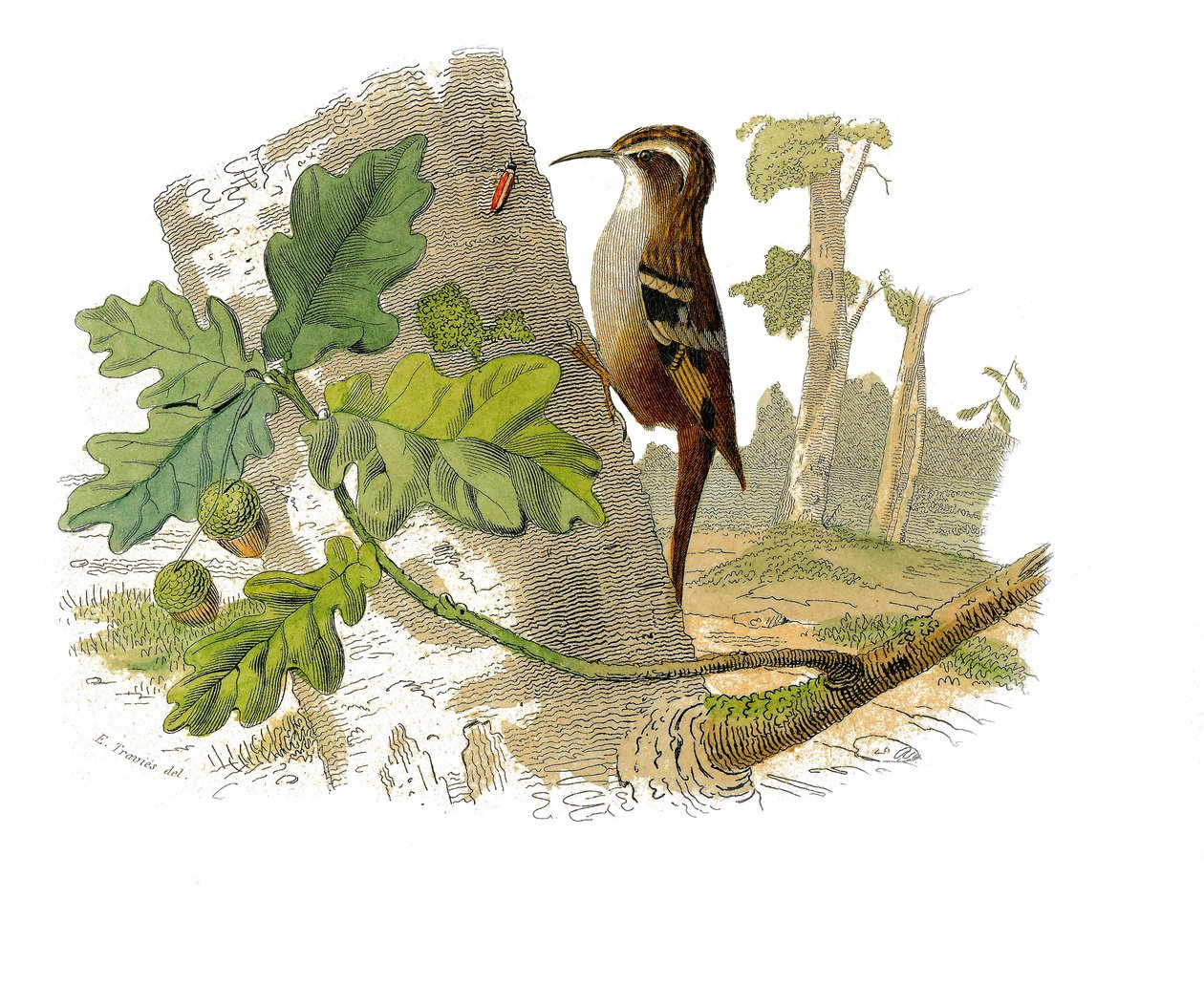 Storia naturale: Tavola zoologica rappresentante passeriformi dentirostri da Edouard Travies