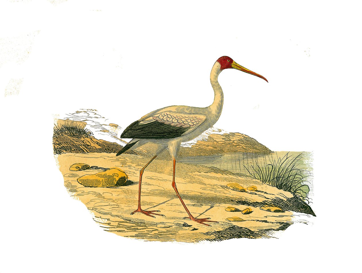 Tavola di storia naturale: Tavola zoologica che rappresenta i cacciatori longirostrati (con becchi lunghi e sottili): l